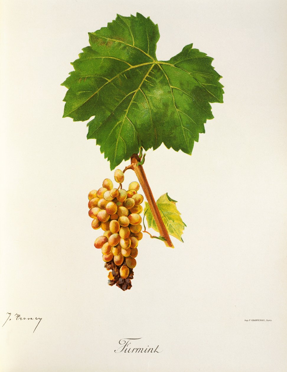 Uva Furmint de J. Troncy de Jules Troncy