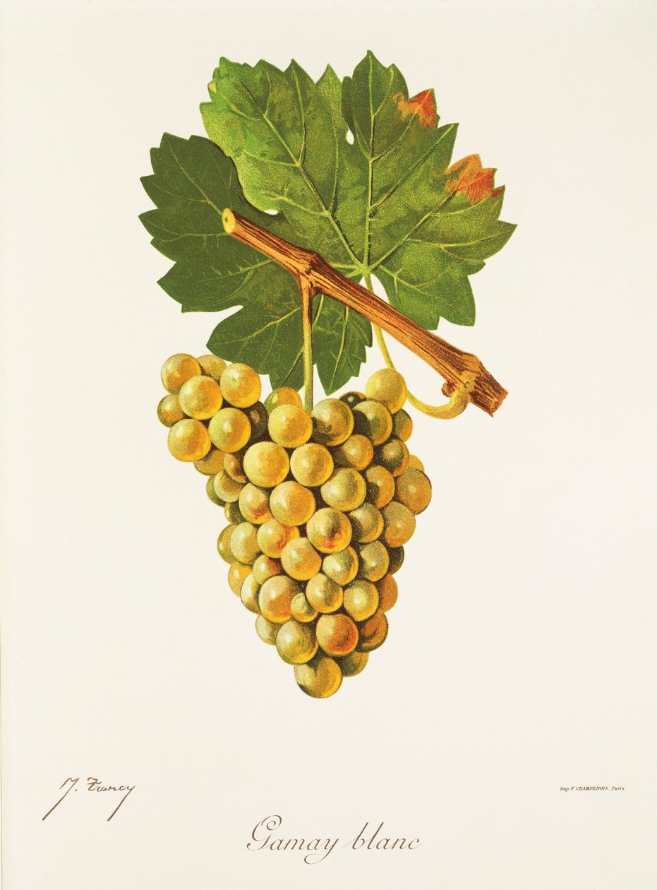Uva Gamay Blanc de J. Troncy de Jules Troncy