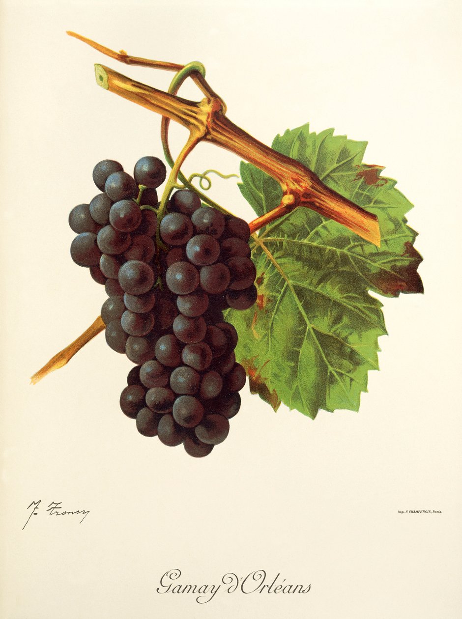 Uva Gamay d
