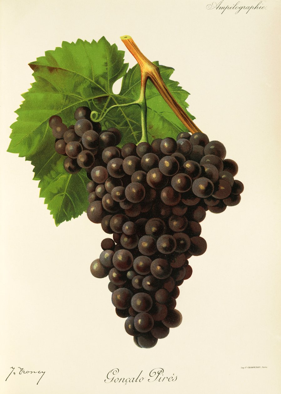 Uva Goncalo Pires de J. Troncy de Jules Troncy