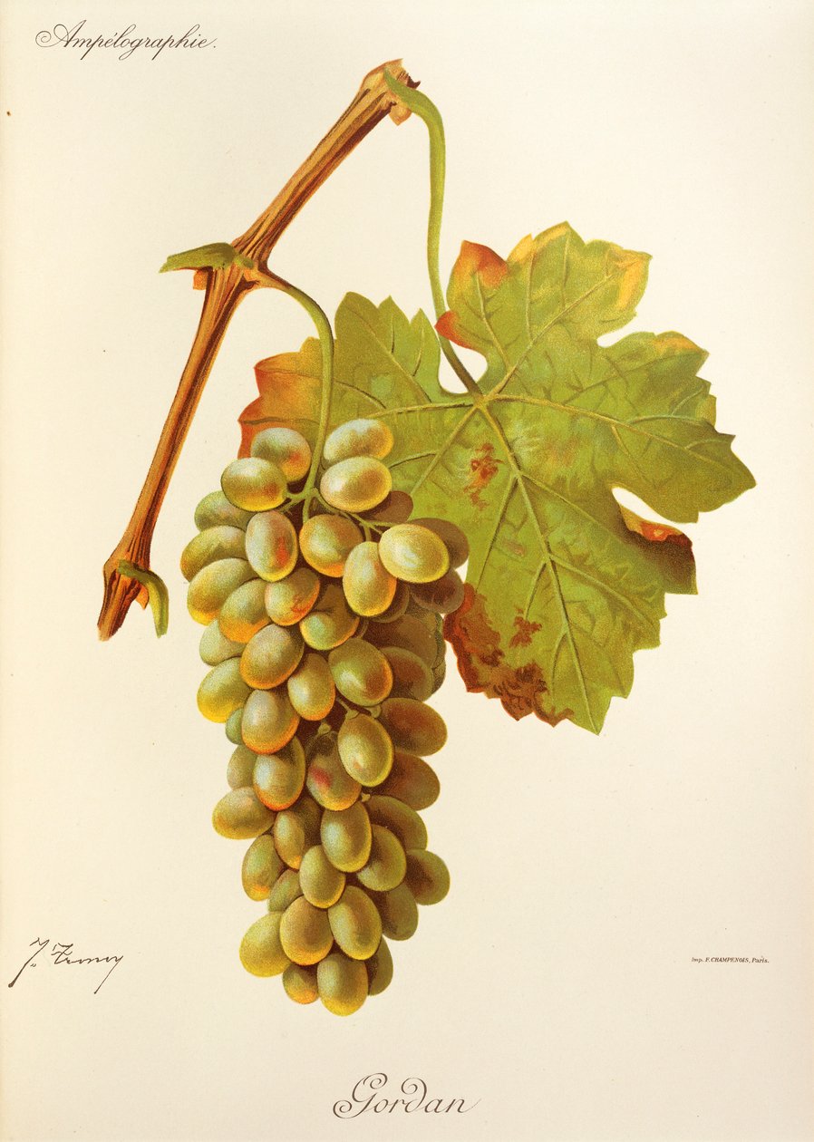 Uva de Gordan por J. Troncy de Jules Troncy