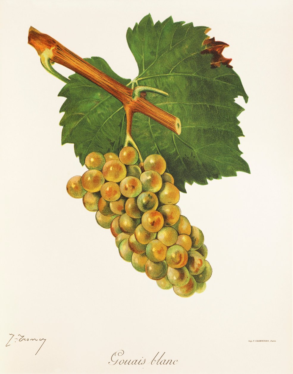 Uva Gouais Blanc de J. Troncy de Jules Troncy