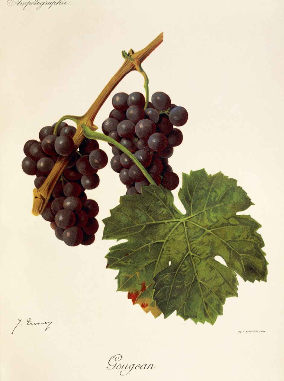Uva de Gougean por J. Troncy de Jules Troncy