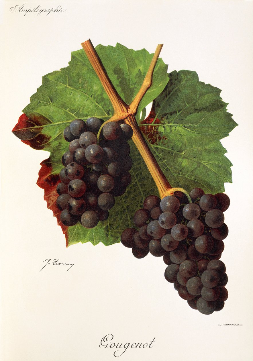 Uva Gougunot de J. Troncy de Jules Troncy
