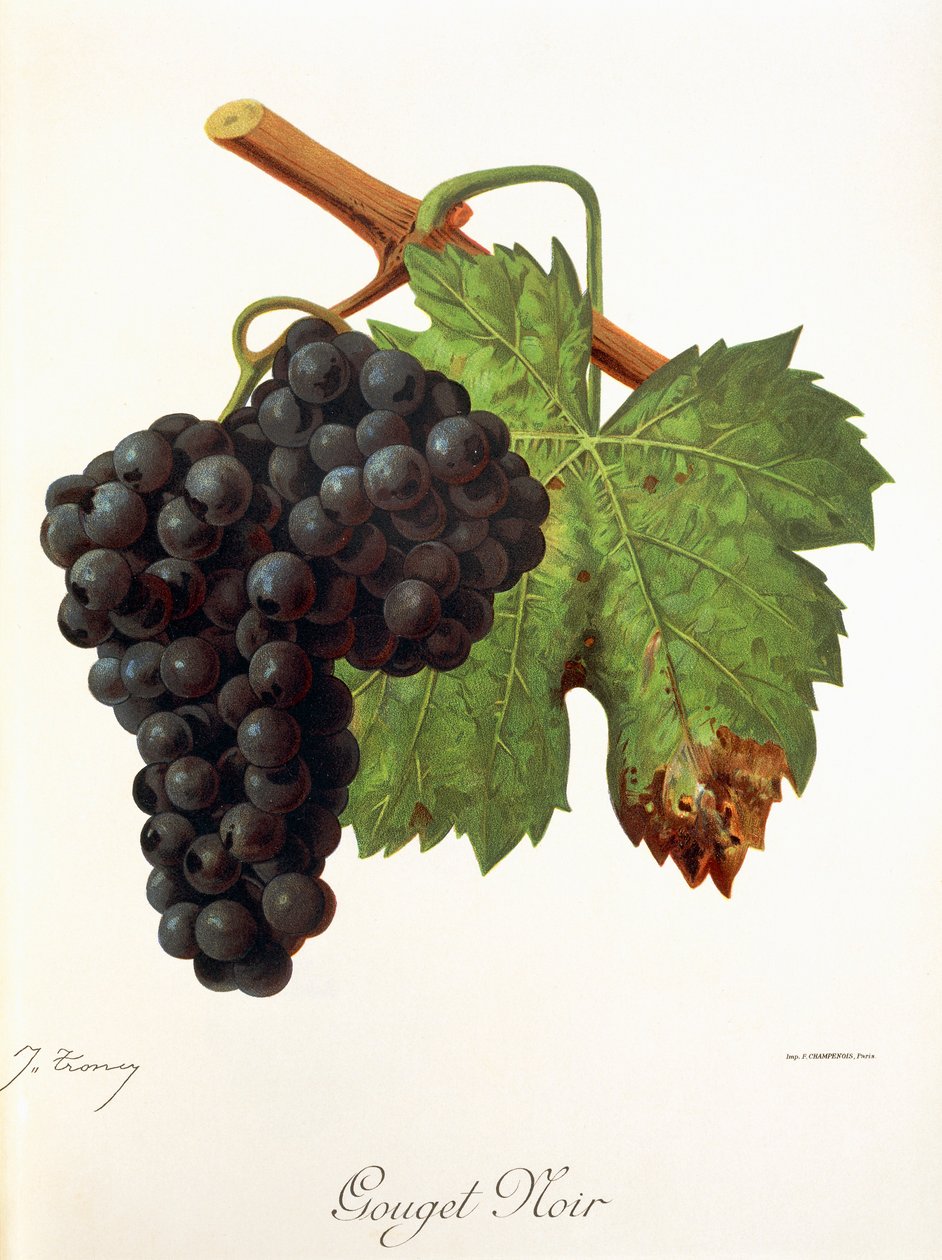 Uva Gouget Noir de J. Troncy de Jules Troncy