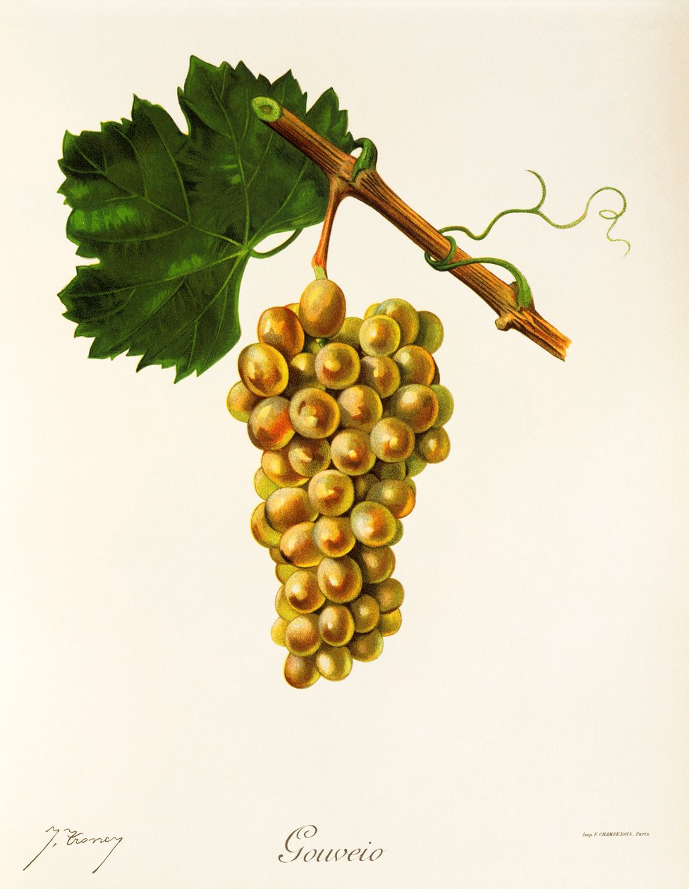 Uva de Gouveio por J. Troncy de Jules Troncy