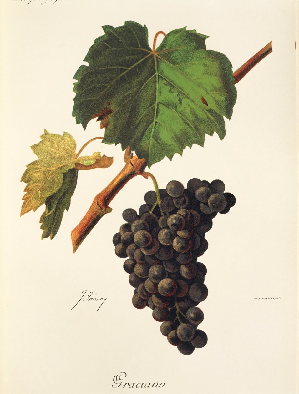 Uva Graciano de J. Troncy de Jules Troncy