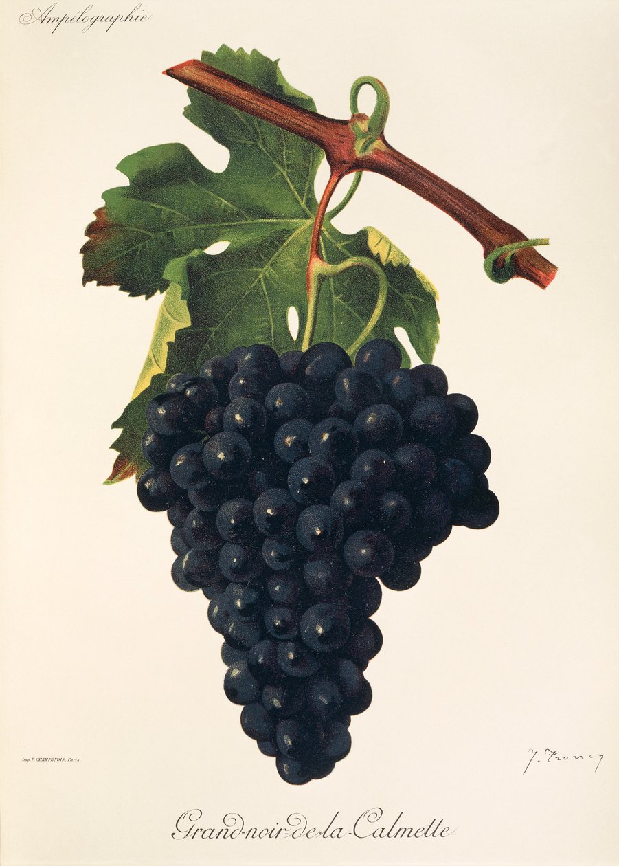 Uva Grand-Noir-de-la-Calmette de J. Troncy de Jules Troncy