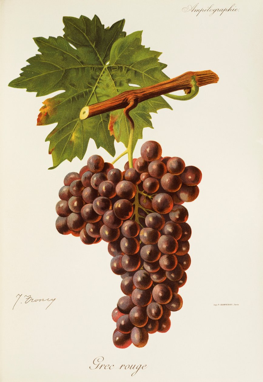 Uva grega vermelha de J. Troncy de Jules Troncy