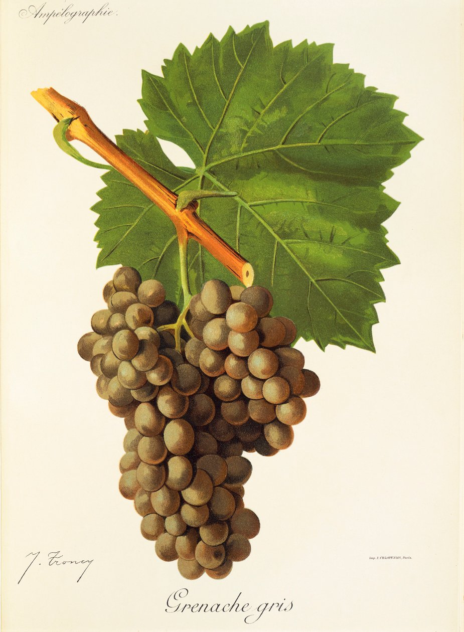 Uva Grenache Gris por J. Troncy de Jules Troncy
