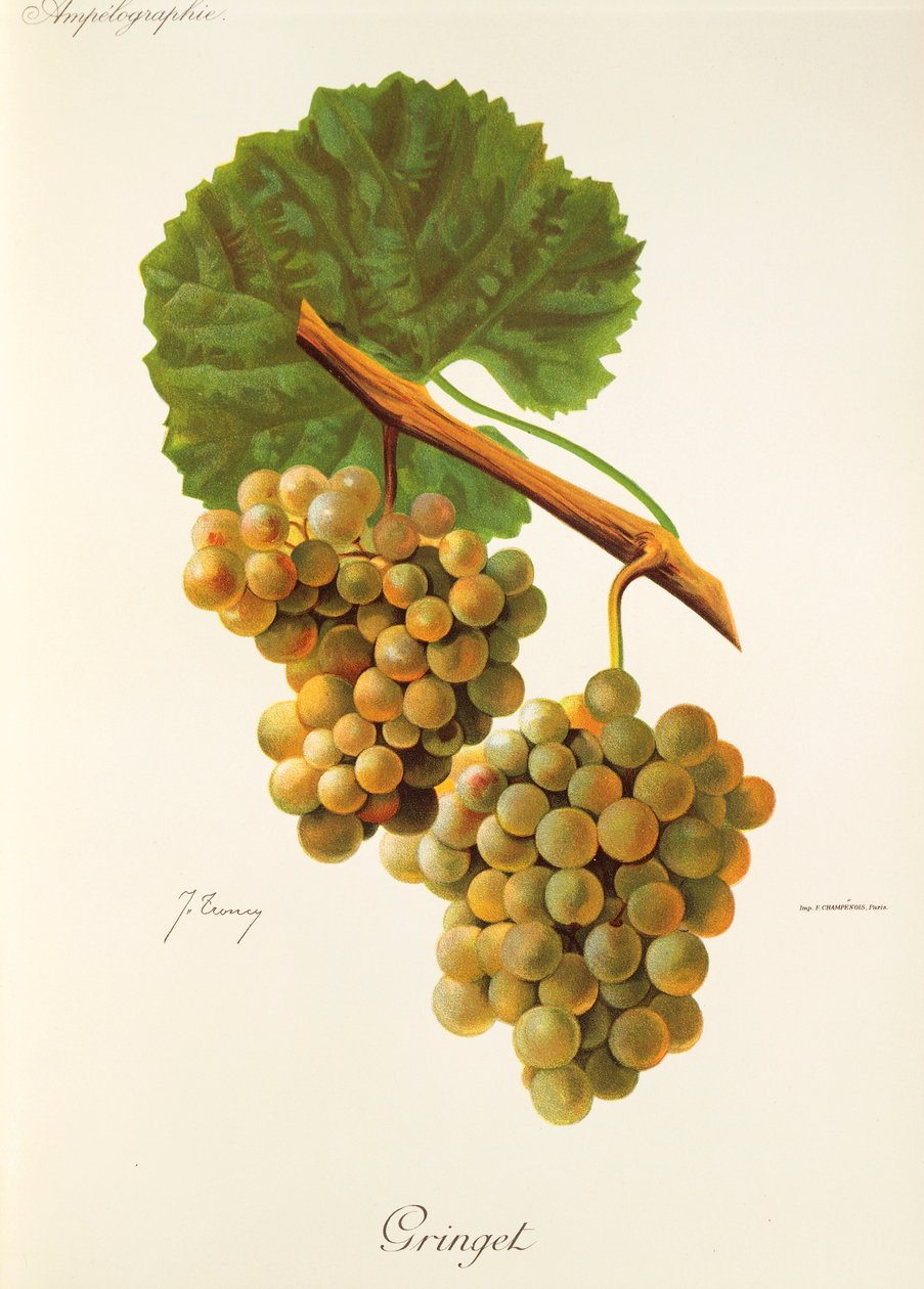 Uva Gringet de J. Troncy de Jules Troncy