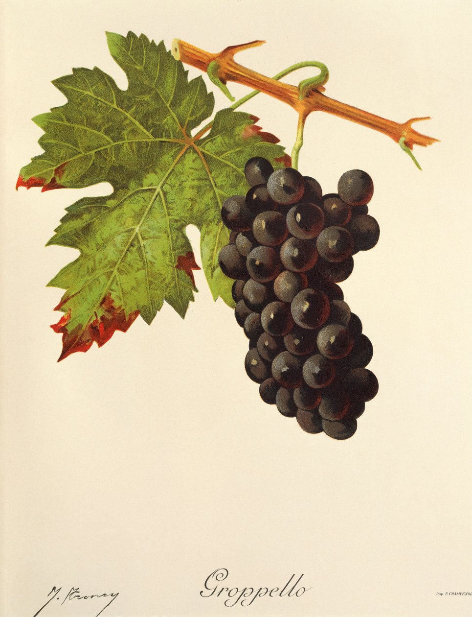 Uva Groppello de J. Troncy de Jules Troncy