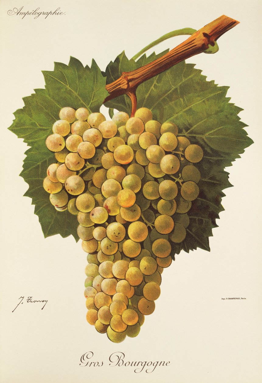 Uva Gros Bourgogne de J. Troncy de Jules Troncy