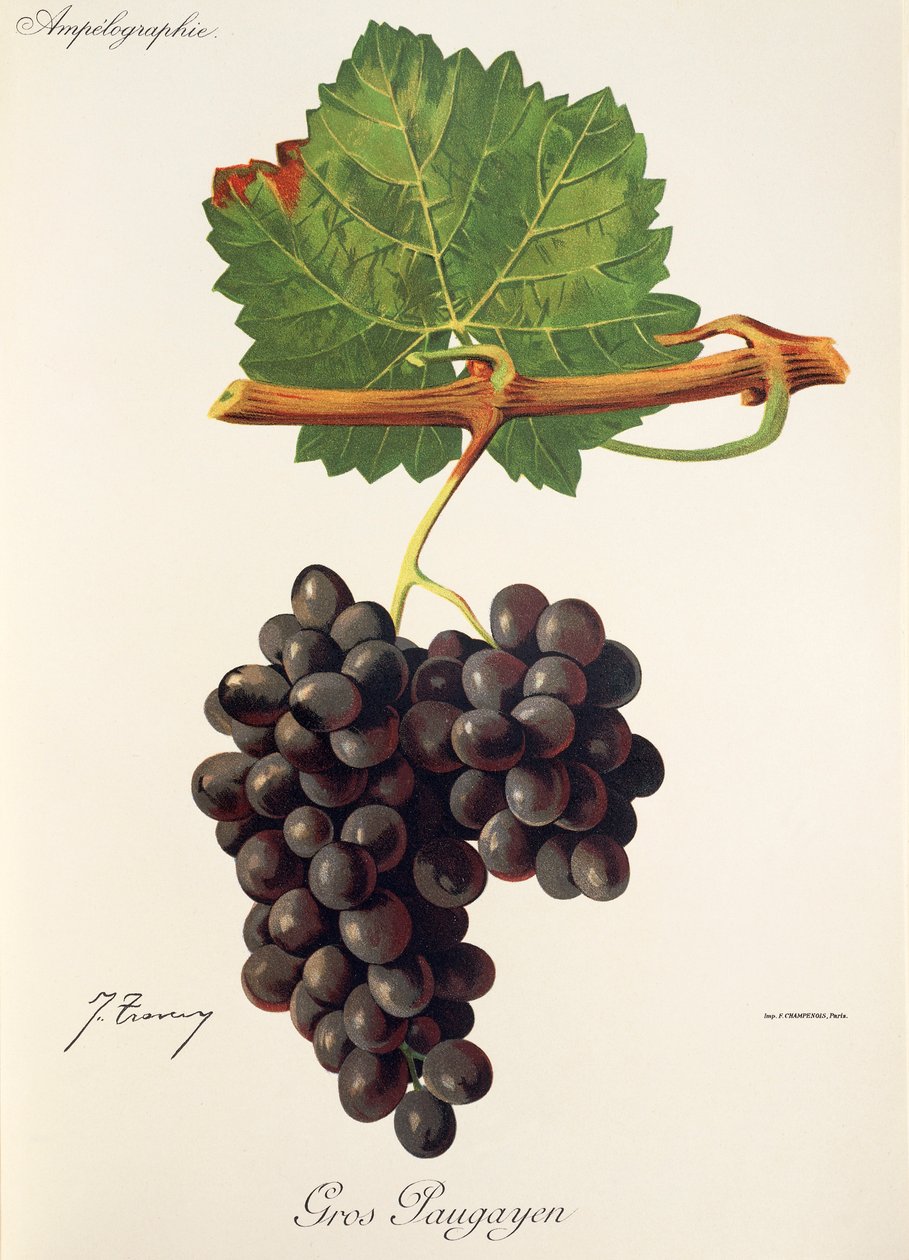 Uva Gros Paugayen por J. Troncy de Jules Troncy