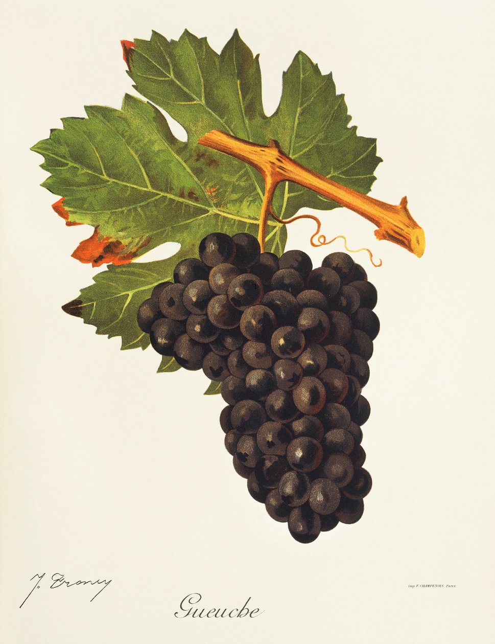 Uva Gueuche de J. Troncy de Jules Troncy