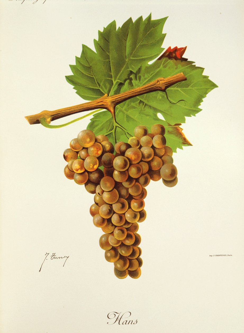 Uva de Hans por J. Troncy de Jules Troncy