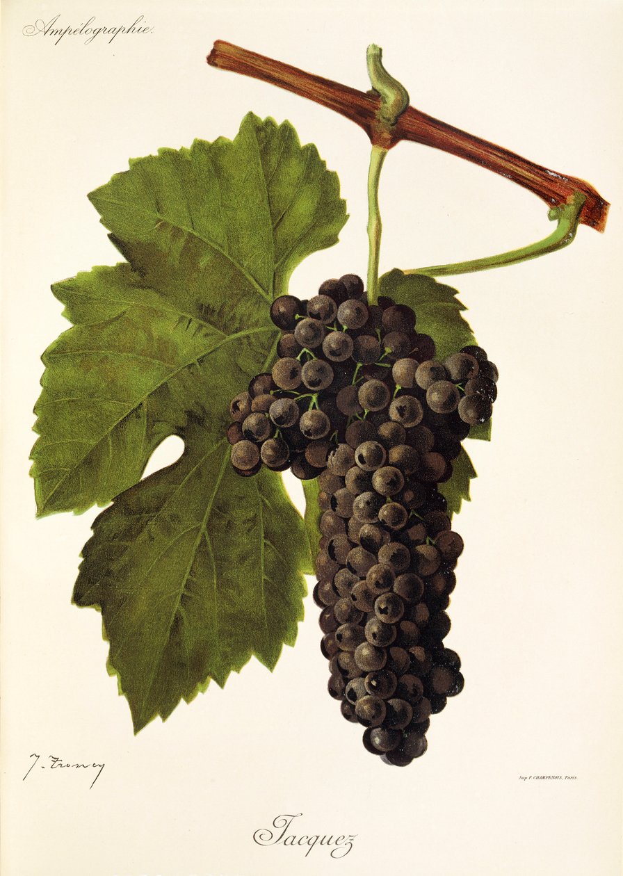 Uva Jacquez por J. Troncy de Jules Troncy
