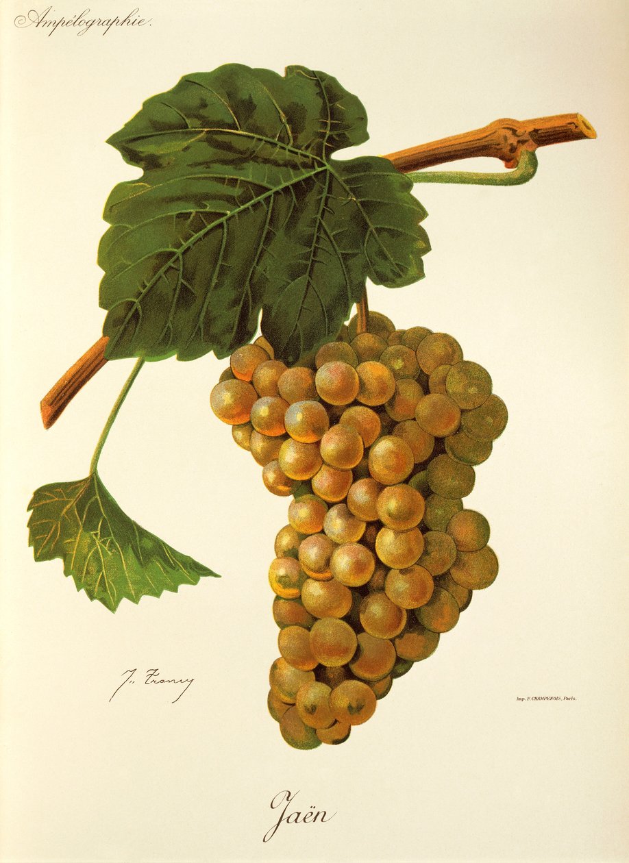 Uva Jaen por J. Troncy de Jules Troncy