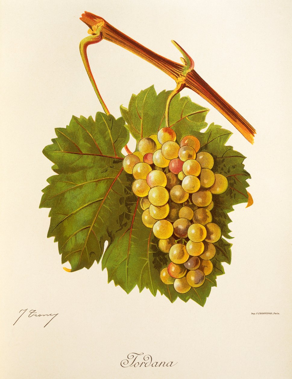 Uva Jordana por J. Troncy de Jules Troncy