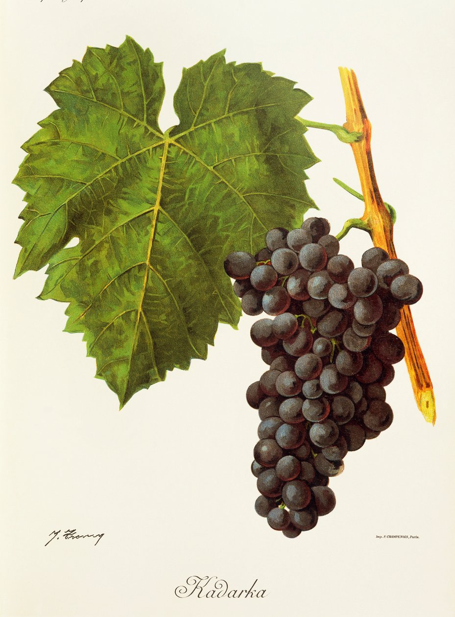 Uva Kadarka por J. Troncy de Jules Troncy