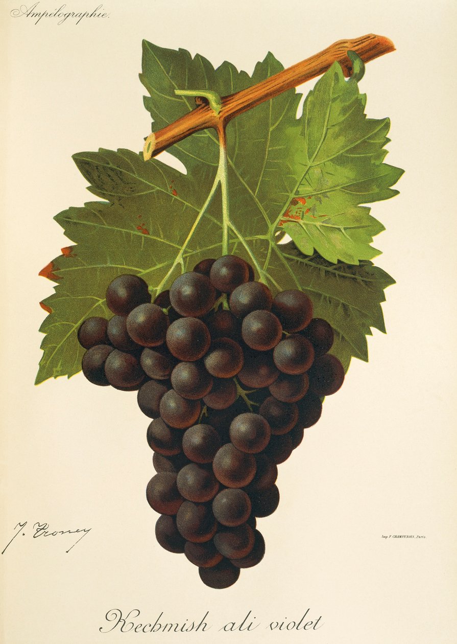 Uva Kechmish Ali Violet de J. Troncy de Jules Troncy