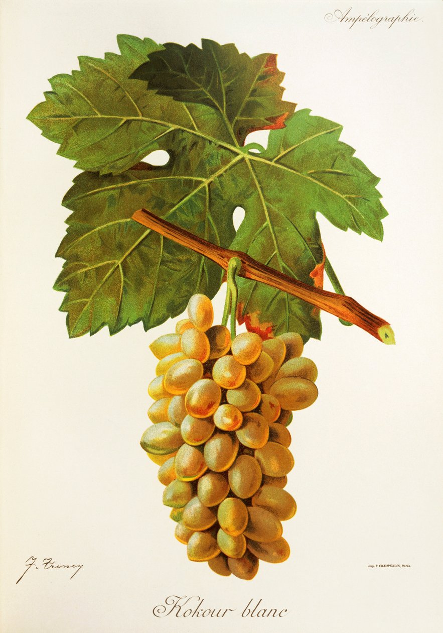 Uva Kokour Blanc de J. Troncy de Jules Troncy