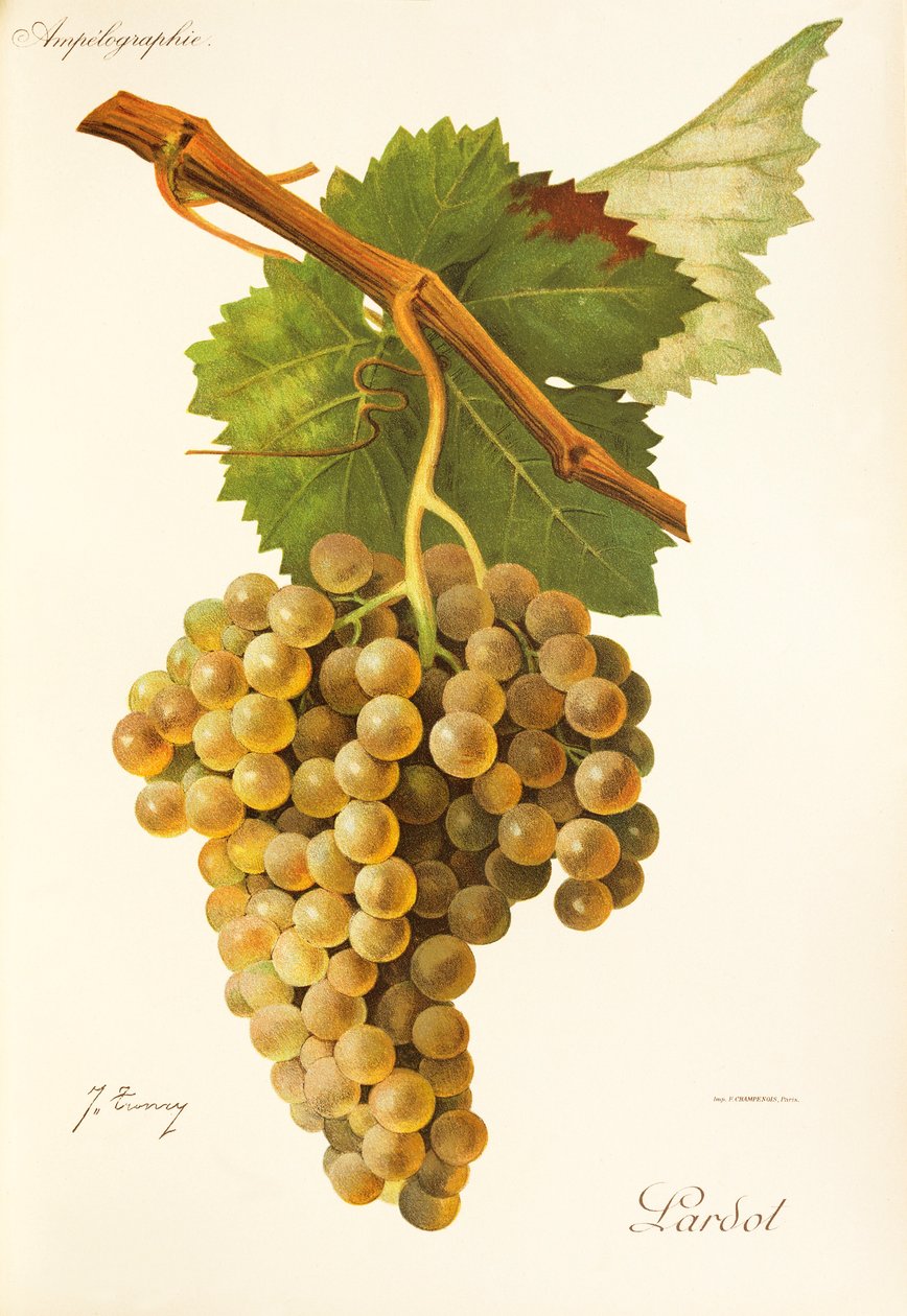 Uva Lardot de J. Troncy de Jules Troncy