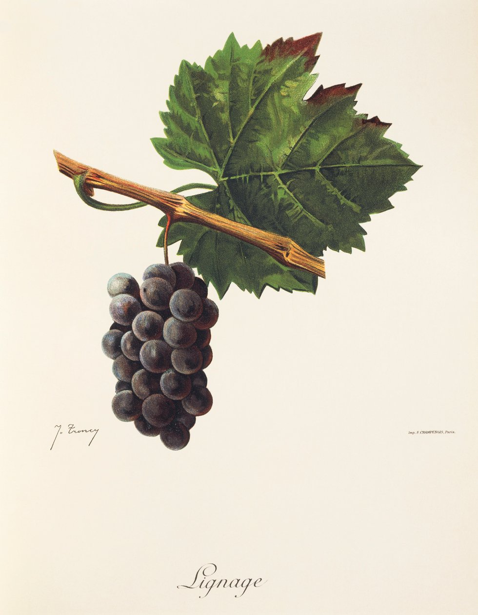 Uva de linhagem de J. Troncy de Jules Troncy