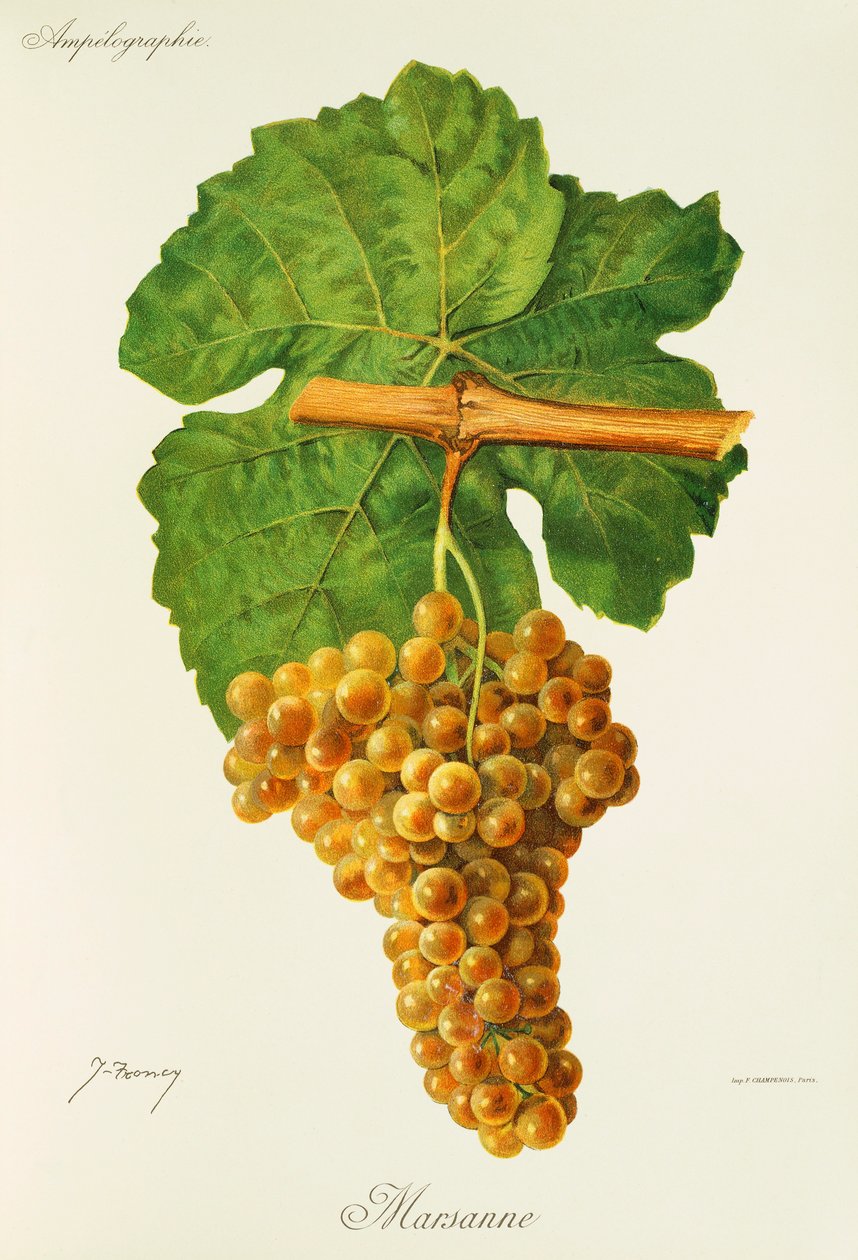 Uva Marsanne de J. Troncy de Jules Troncy