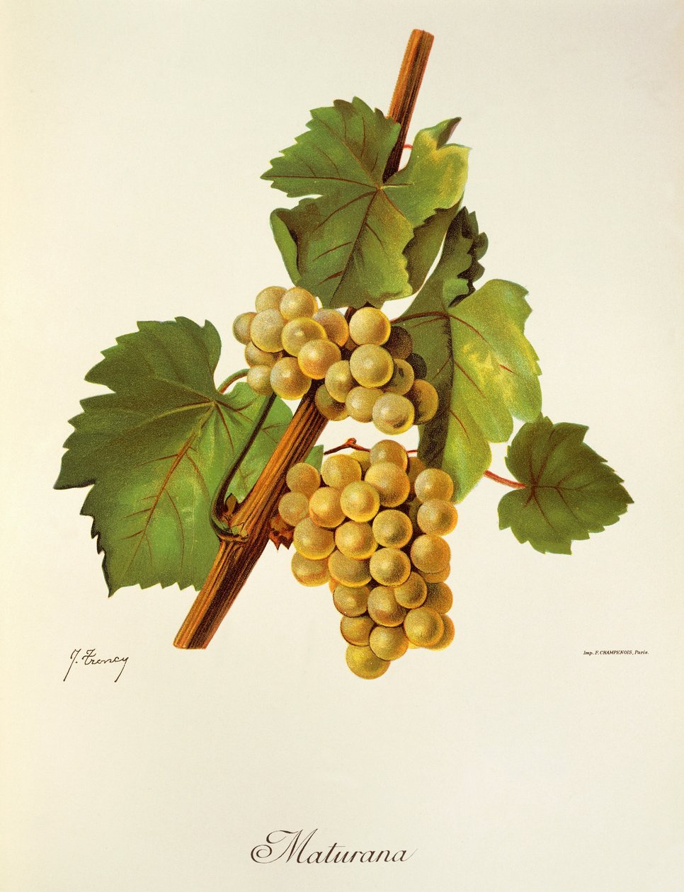 Uva Maturana de J. Troncy de Jules Troncy