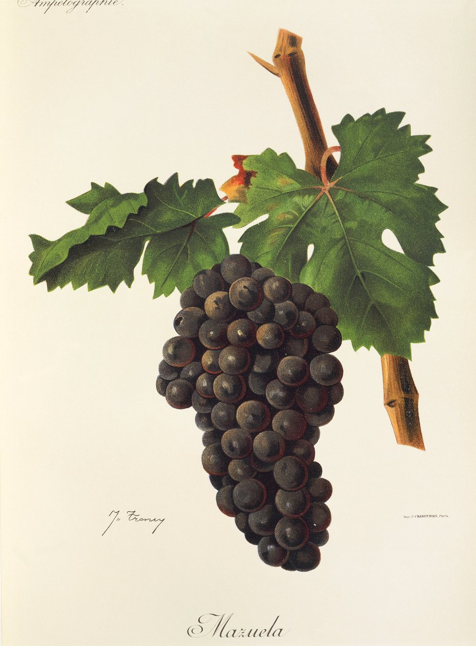 Uva Mazuela de J. Troncy de Jules Troncy