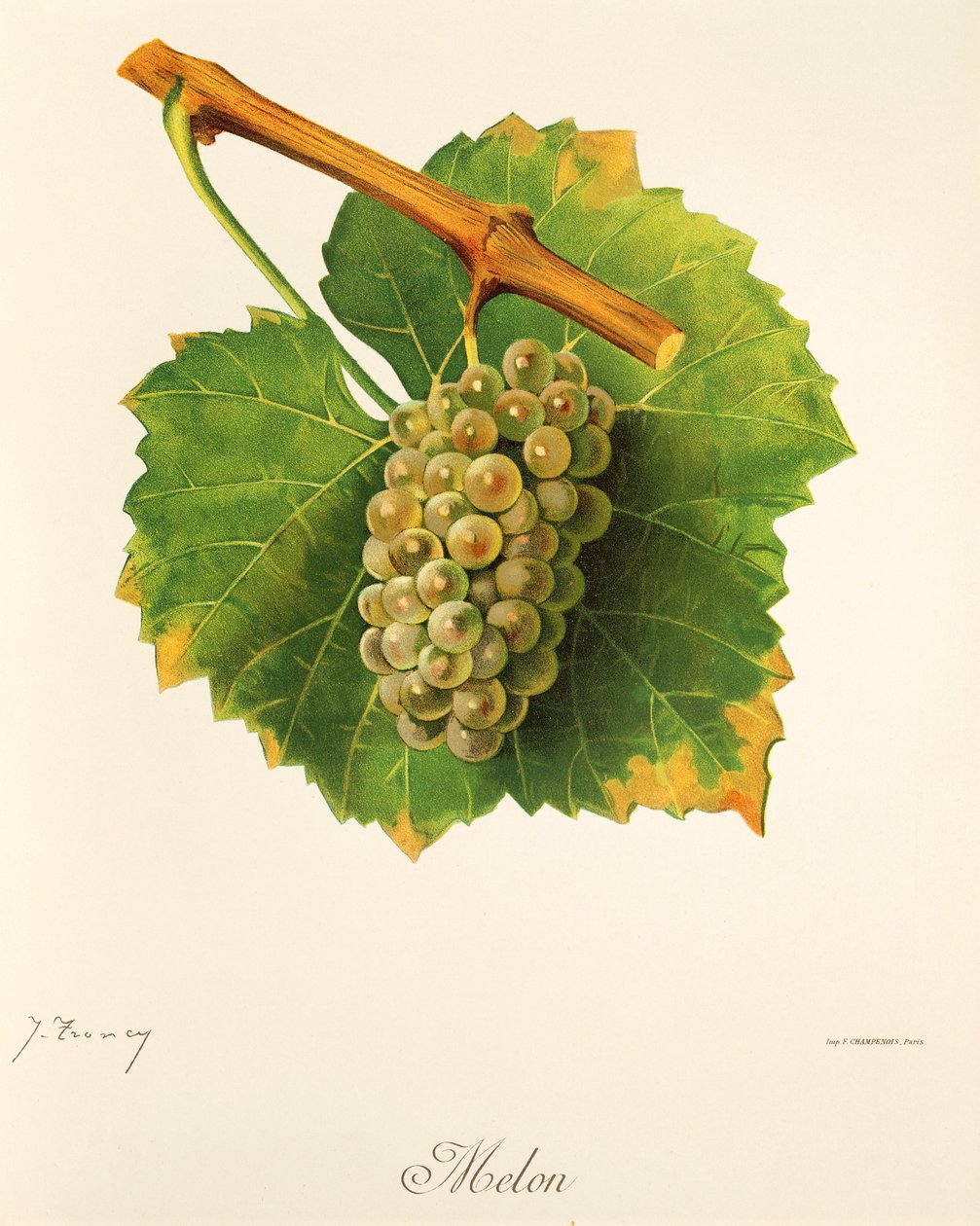 Uva de melão por J. Troncy de Jules Troncy