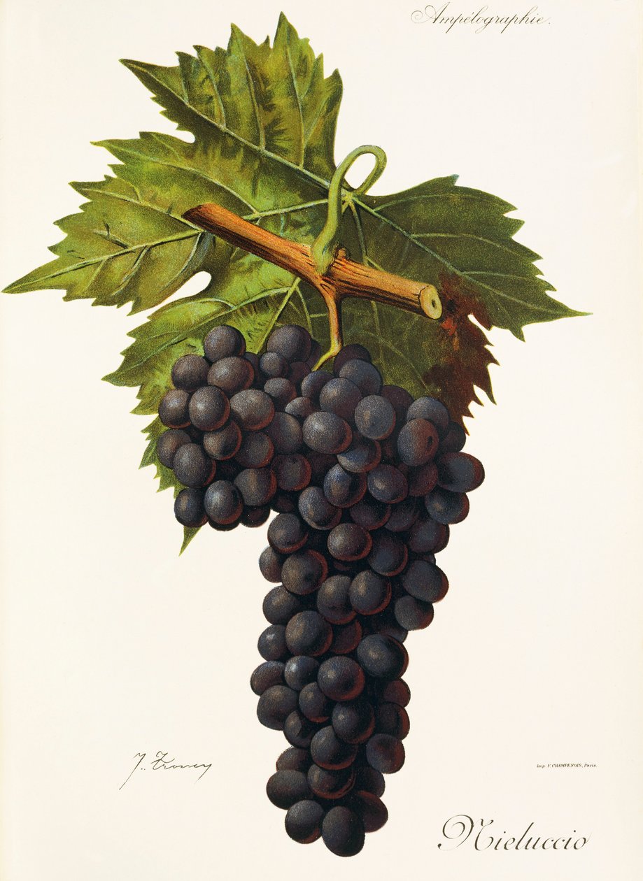 Uva Mieluccio de J. Troncy de Jules Troncy