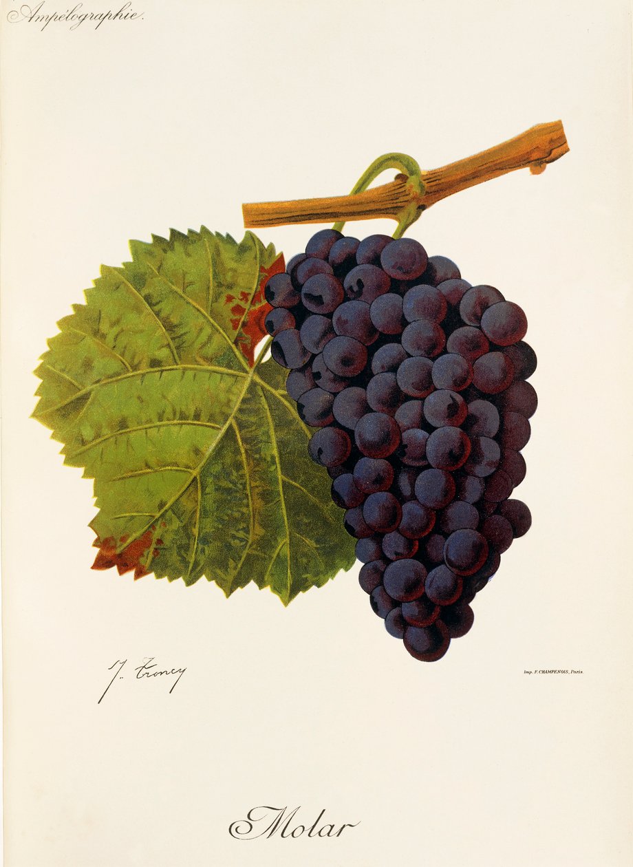 Uva Molar de J. Troncy de Jules Troncy