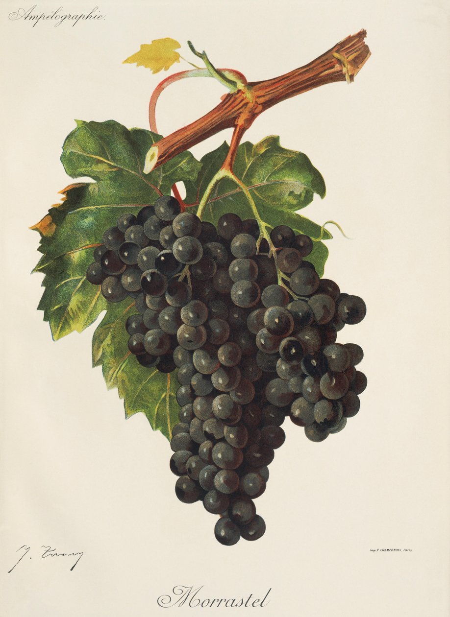 Uva Morrastel de J. Troncy de Jules Troncy