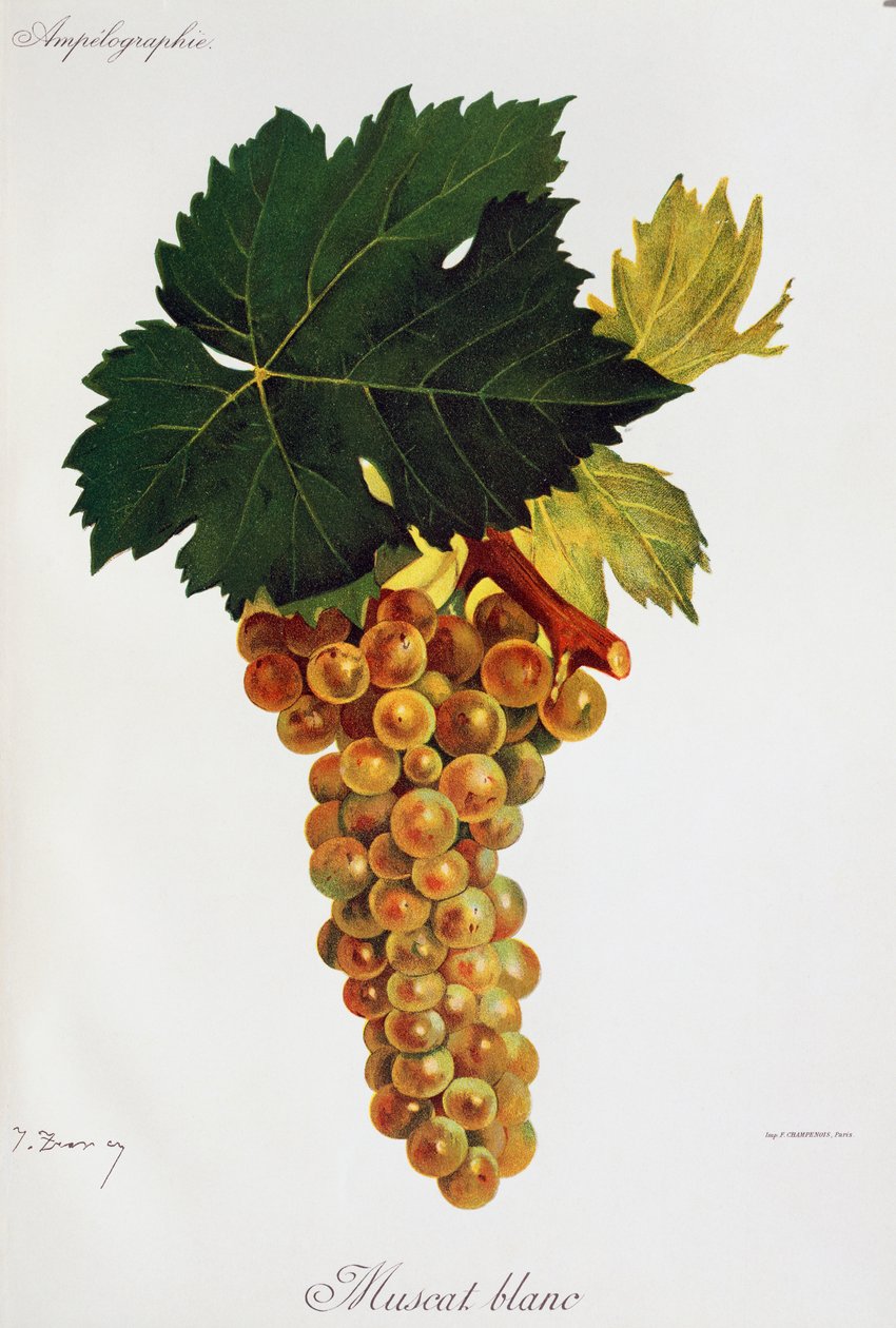 Uvas brancas Moscato (Muscat blanc) de Jules Troncy de Ampelographie, Traite general de viticultura (Ampelografia, Tratado geral de viticultura), vol III, de Pierre Viala (1859-1936) e Victor Vermorel (1848-1927), Paris de Jules Troncy
