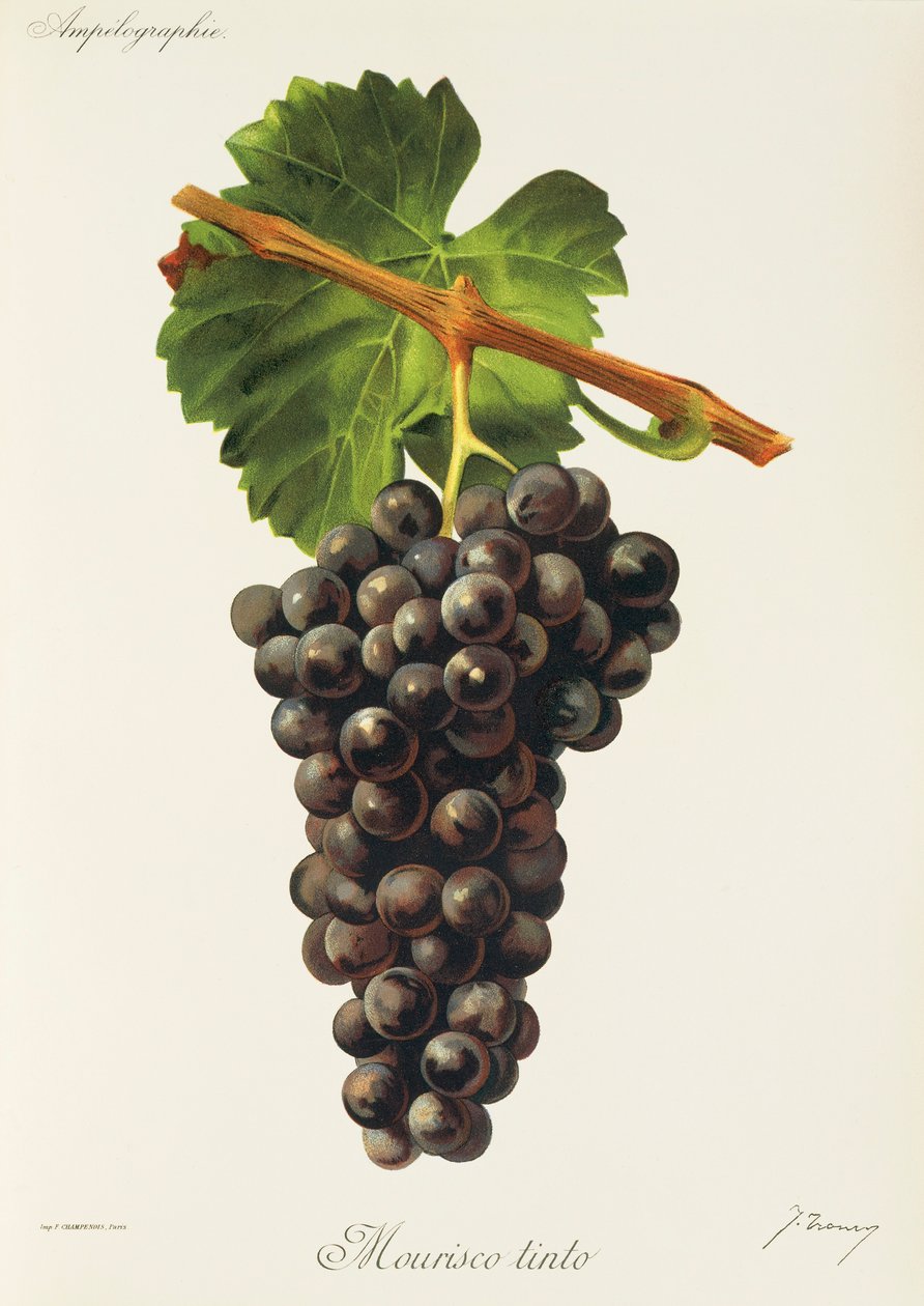 Uva Mourisco Tinto por J. Troncy de Jules Troncy