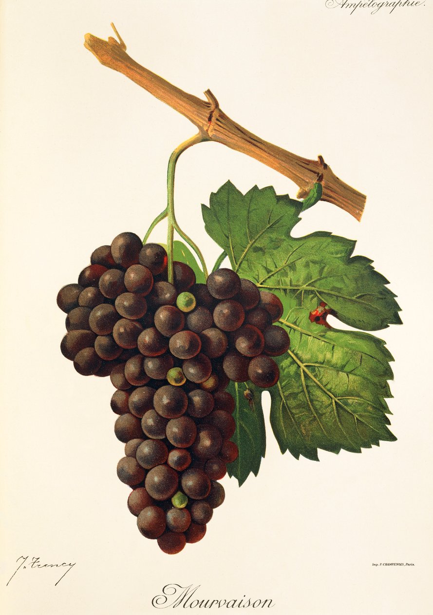 Uva Mourvaison por J. Troncy de Jules Troncy