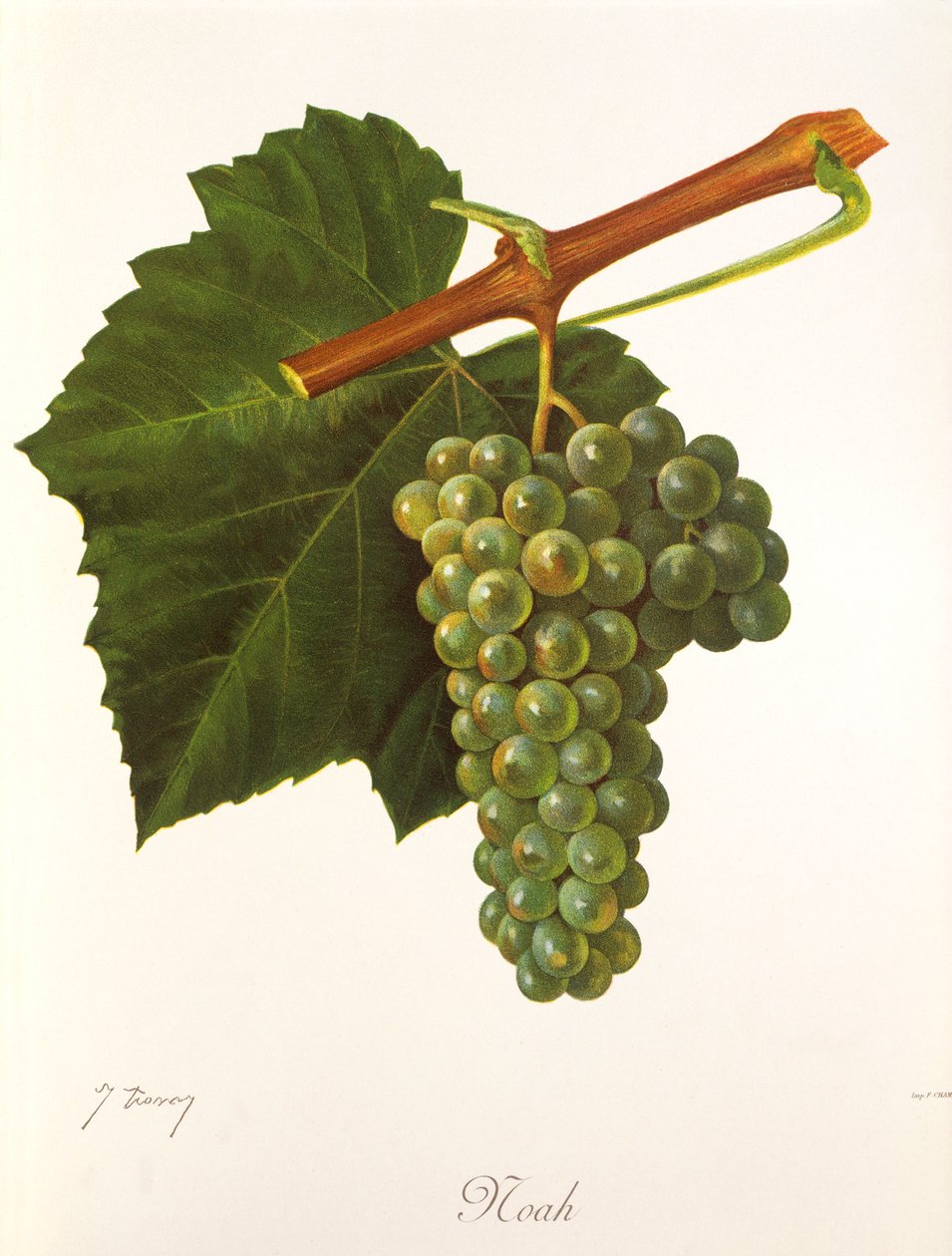 Uva Noah por J. Troncy de Jules Troncy