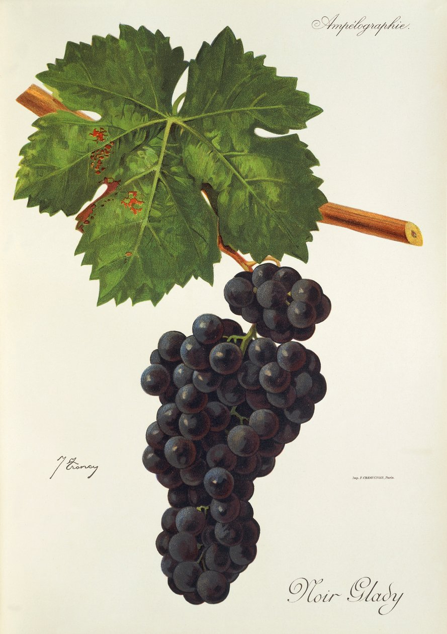 Noir Glady grape de J. Troncy de Jules Troncy