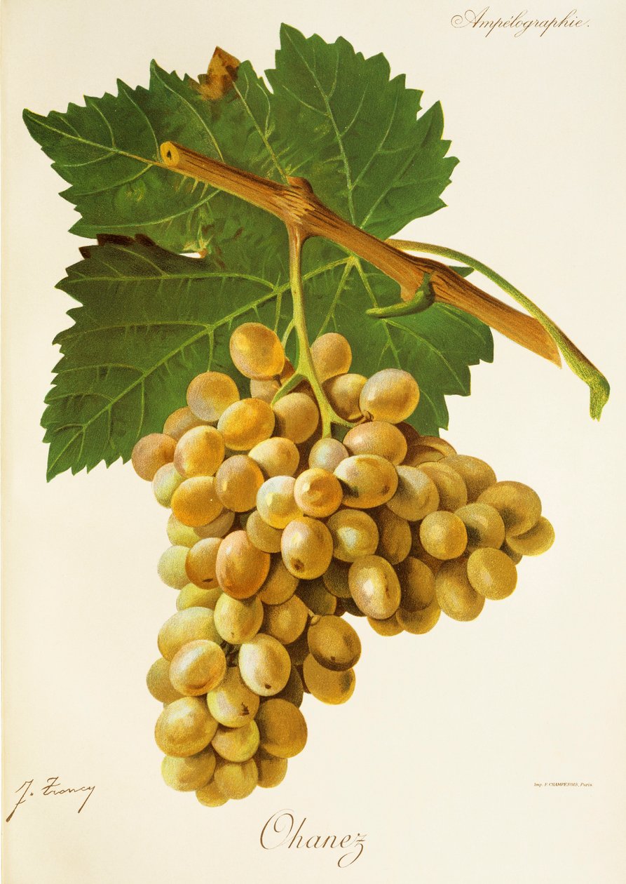 Uva Ohanez por J. Troncy de Jules Troncy