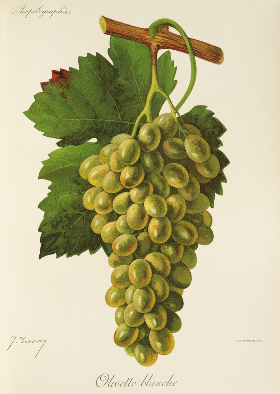Uva Olivette Blanche de J. Troncy de Jules Troncy