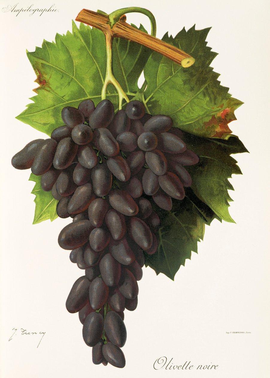 Uva Olivette Noire de J. Troncy de Jules Troncy