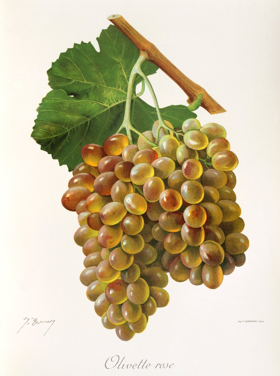 Uva Olivette Rose de J. Troncy de Jules Troncy