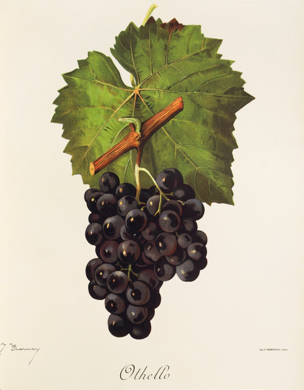 Uva Otelo de J. Troncy de Jules Troncy