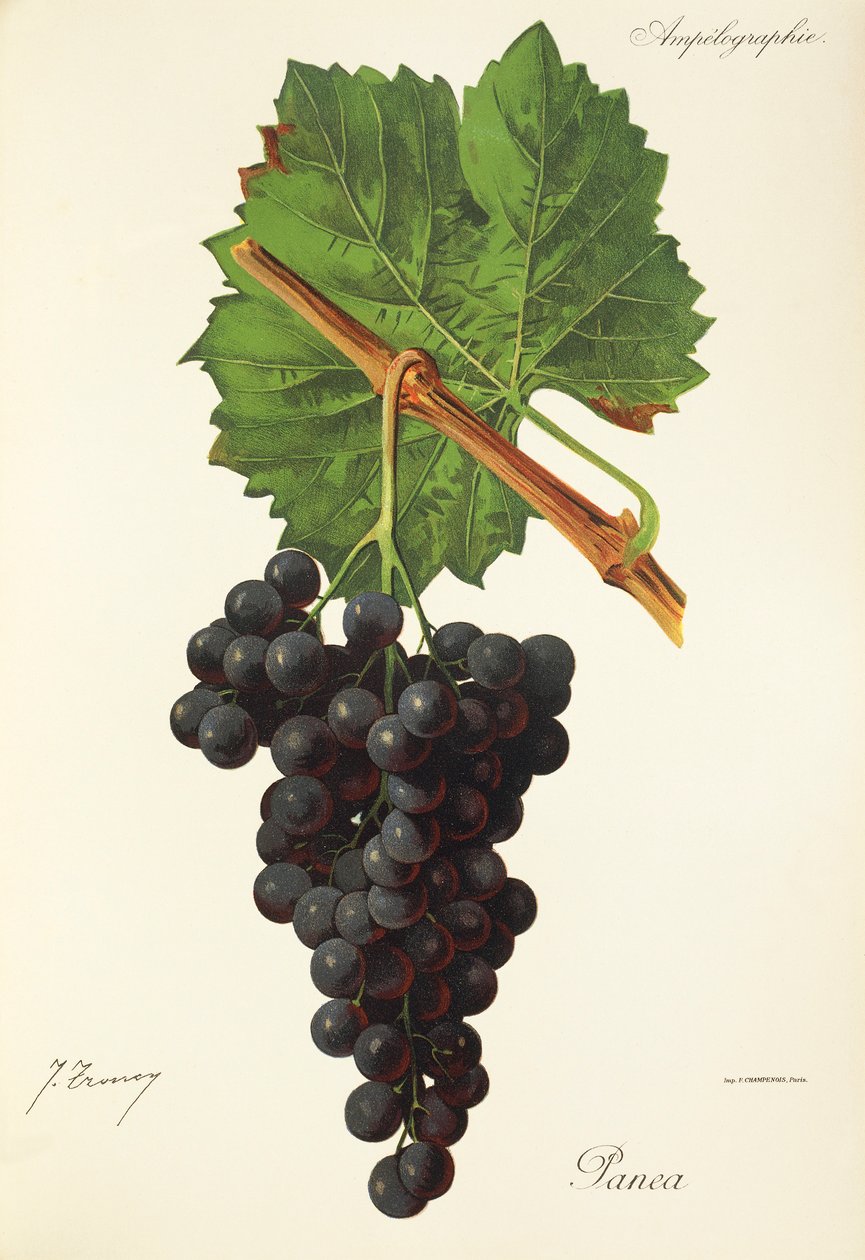Uva Panea de J. Troncy de Jules Troncy