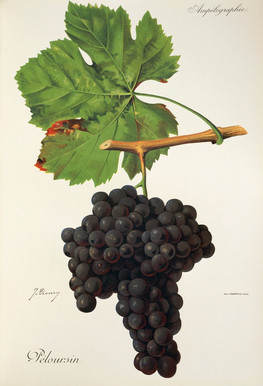 Uva Peloursin por J. Troncy de Jules Troncy
