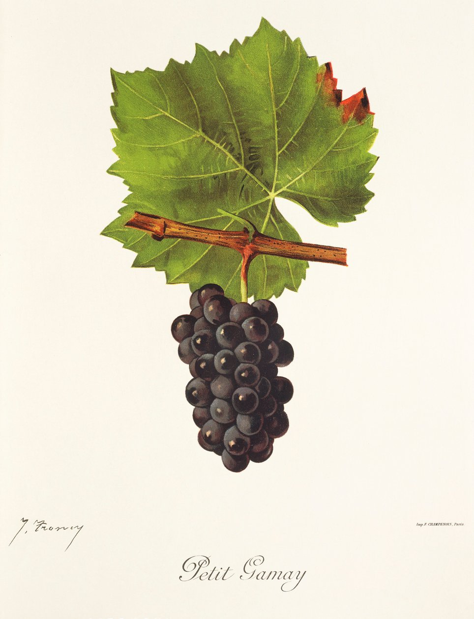 Uva Petit Gamay de J. Troncy de Jules Troncy