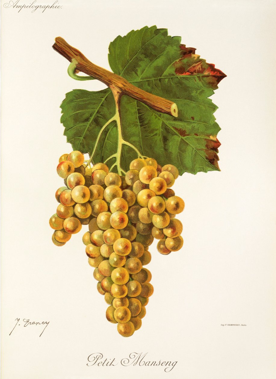 Uva Petit Manseng de J. Troncy de Jules Troncy