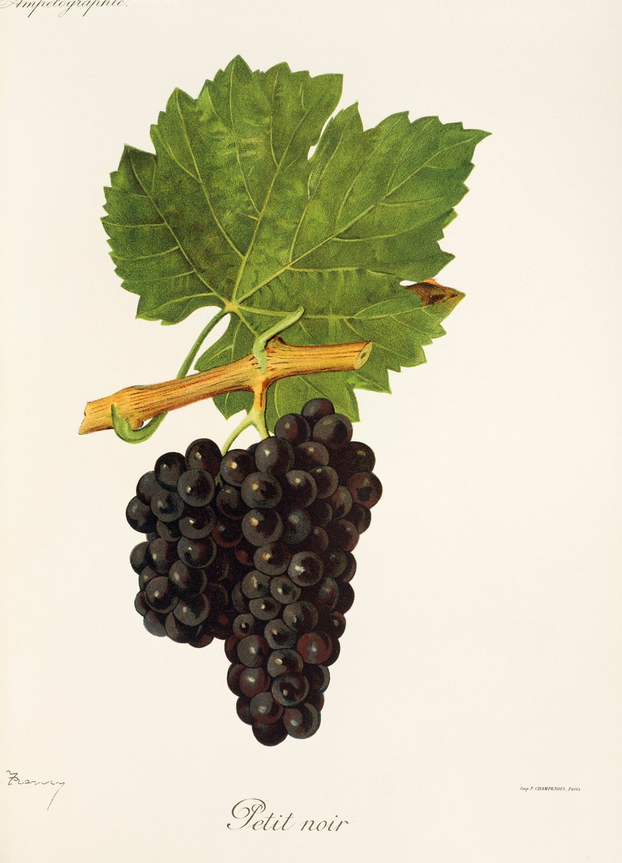 Uva Petit Noir de J. Troncy de Jules Troncy